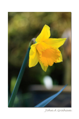 daff