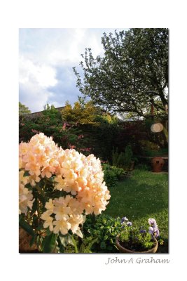 rhododendron Percy Wiseman