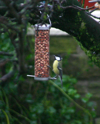 Great Tit