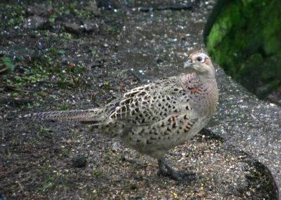 Pheasant