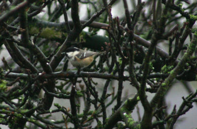 Coal Tit