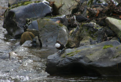 g3/61/523761/3/56264384.dippers.jpg