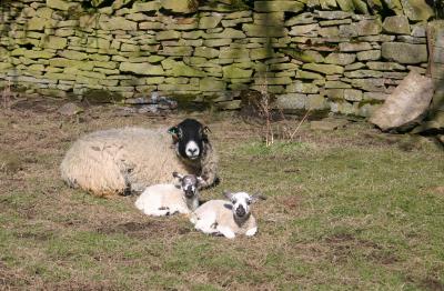 Sunbathing.