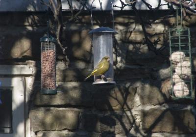 Greenfinch