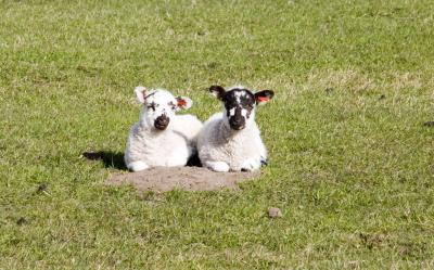 the only thing cuter than a lamb