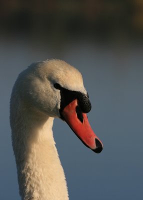 Swan