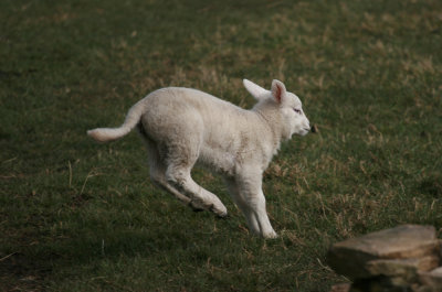 leap
