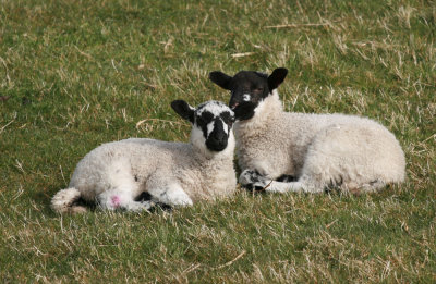 pair