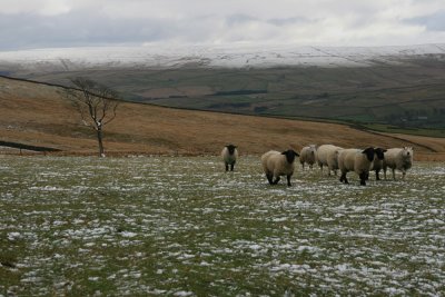 No place for lambs!