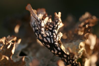 Lichen
