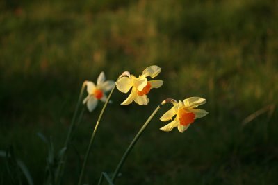Graveyard daffs