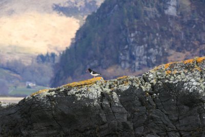 oystercatcher