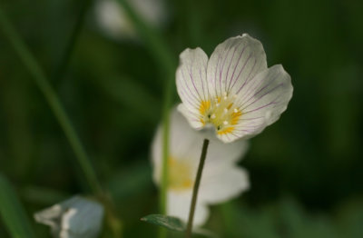 Oxalis