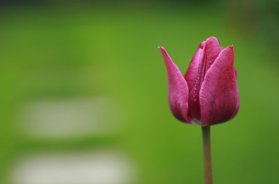 Tulip
