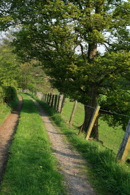 a leafy lane