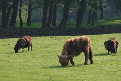 odd sheep out