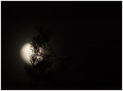 moon through tree