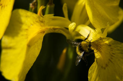 bee