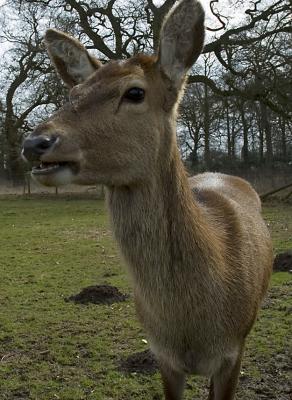 deer