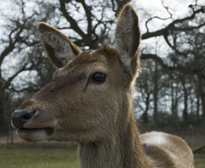 deer
