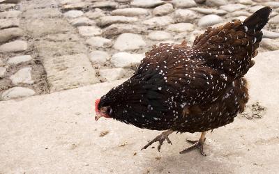 hen