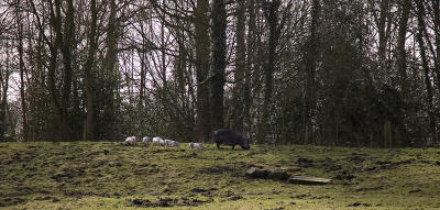 pigs outside