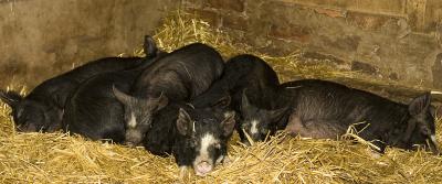 pigs