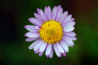 Alpine Aster