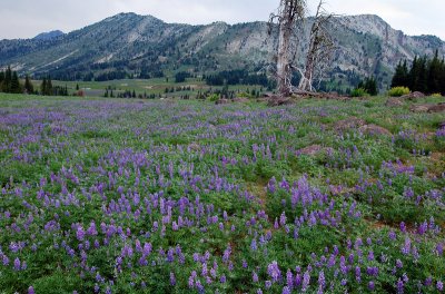 Cornucopia Mountain from Little Eagle Meadows #1