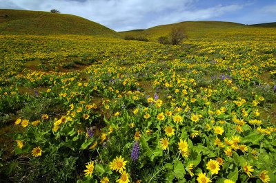 Balsamroot and Lupine, 2009 Study