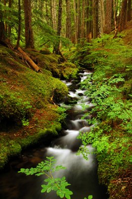 Ramona Creek, 2009 Study #5