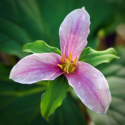 Trilliums