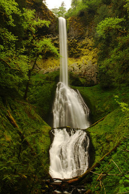 Pup Creek Falls, 2010 Study