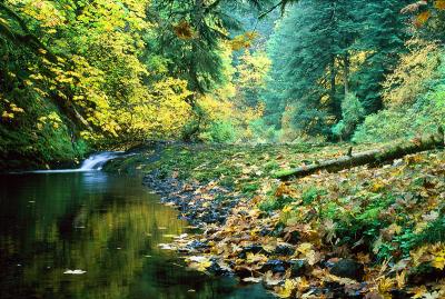North Fork Silver Creek, Autumn Study #1