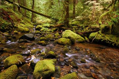 Parker Creek, Autumn #1