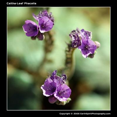 Caltha-Leaf-Phacelia