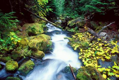 g3/61/546161/3/55695544.nettie_creek.jpg