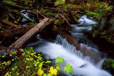 Fall Creek #1