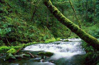 g3/61/546161/3/56242754.upper_multnomah_creek_study1_april2003.jpg