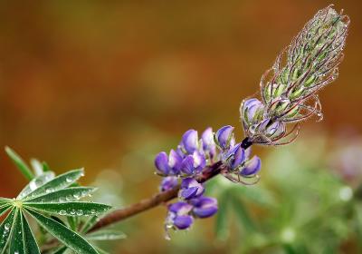 Small-Flowered Lupine