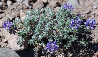 g3/61/546161/3/56465315.Mountain_Lupine_at_McNeil_Point.jpg