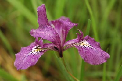Oregon Iris #1