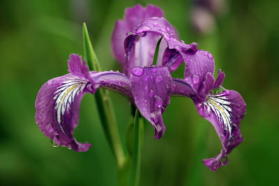 Oregon Iris #2