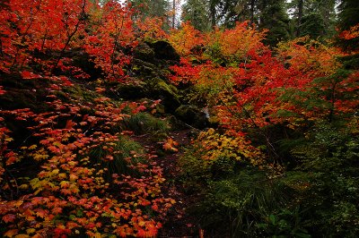 Vine Maple, Study #7
