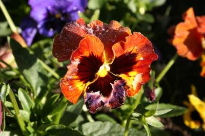 Morning dew.JPG