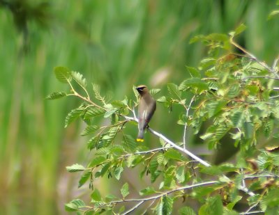 Cedar Waxwing NP Ponds 2