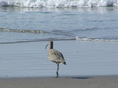 g3/61/573261/3/52863413.LongbilledCurlew2.jpg