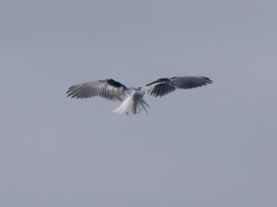 g3/61/573261/3/52864102.WhiteTailedKite.jpg