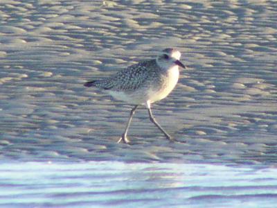 g3/61/573261/3/52865981.BlackBelliedPlover3PtoPenasco.jpg
