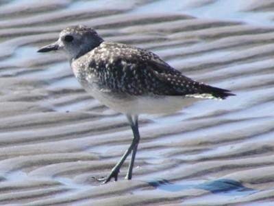 g3/61/573261/3/52865984.BlackbelliedPlover4.jpg